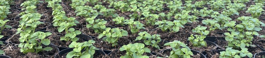 zahradnictvi flos březen 2026