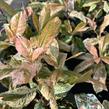 Blýskavka čínská 'Pink Crispy' - Photinia serratifolia 'Pink Crispy'