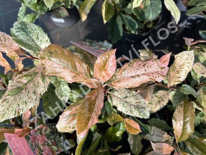 Blýskavka čínská 'Pink Crispy' - Photinia serratifolia 'Pink Crispy'