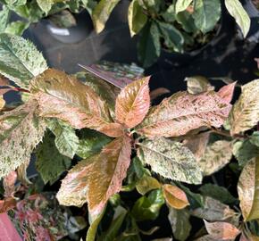 Blýskavka čínská 'Pink Crispy'