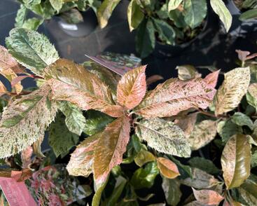 Blýskavka čínská 'Pink Crispy'