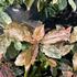 Photinia serratifolia 'Pink Crispy'_2.JPG