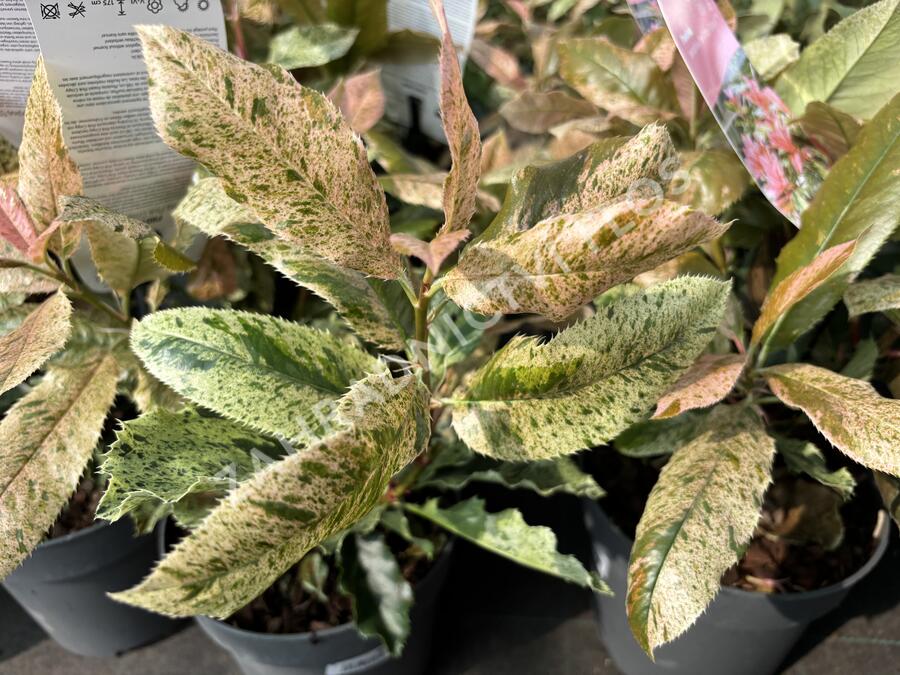 Blýskavka čínská 'Pink Crispy' - Photinia serratifolia 'Pink Crispy'