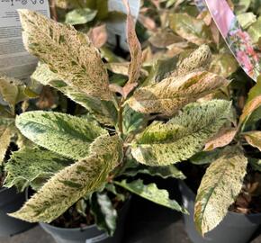 Blýskavka čínská 'Pink Crispy'