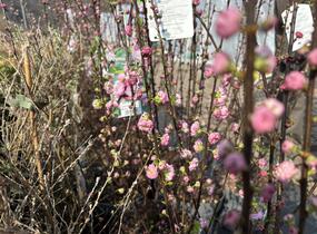 Mandloň trojlaločná 'Rosenmund' - Prunus triloba 'Rosenmund'