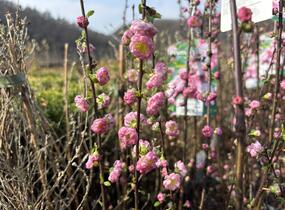 Mandloň trojlaločná 'Rosenmund' - Prunus triloba 'Rosenmund'