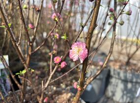Mandloň trojlaločná 'Rosenmund' - Prunus triloba 'Rosenmund'