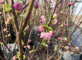 Mandloň trojlaločná 'Rosenmund' - Prunus triloba 'Rosenmund'