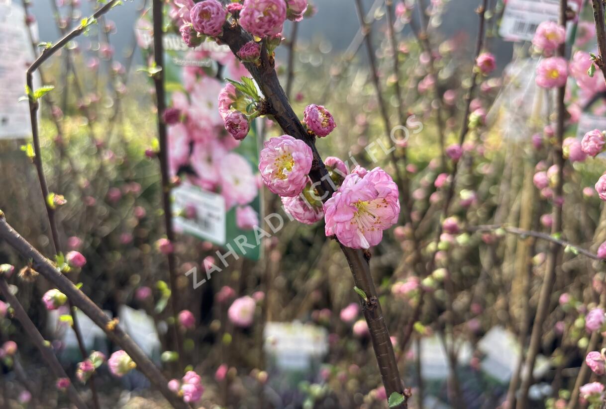 Mandloň trojlaločná 'Rosenmund' - Prunus triloba 'Rosenmund'