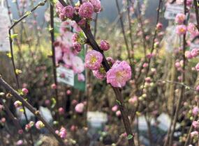 Mandloň trojlaločná 'Rosenmund' - Prunus triloba 'Rosenmund'