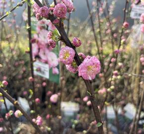 Mandloň trojlaločná 'Rosenmund' - Prunus triloba 'Rosenmund'