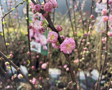 Mandloň trojlaločná 'Rosenmund'