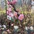 Prunus triloba 'Rosenmund'_5.JPG