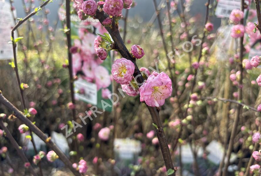 Mandloň trojlaločná 'Rosenmund' - Prunus triloba 'Rosenmund'