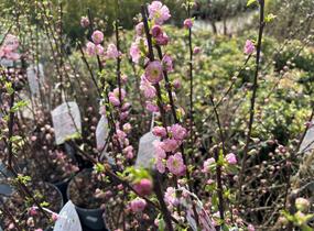 Mandloň trojlaločná 'Rosenmund' - Prunus triloba 'Rosenmund'