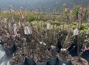 Mandloň trojlaločná 'Rosenmund' - Prunus triloba 'Rosenmund'