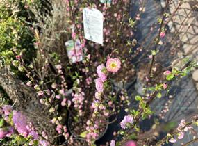 Mandloň trojlaločná 'Rosenmund' - Prunus triloba 'Rosenmund'