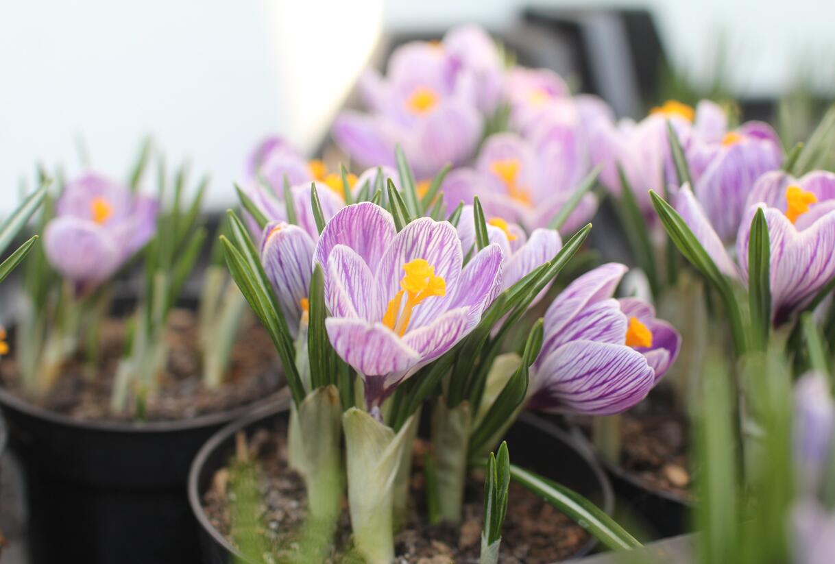 Krokus, šafrán 'Pickwick' - Crocus 'Pickwick'