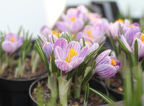 Krokus, šafrán 'Pickwick' - Crocus 'Pickwick'