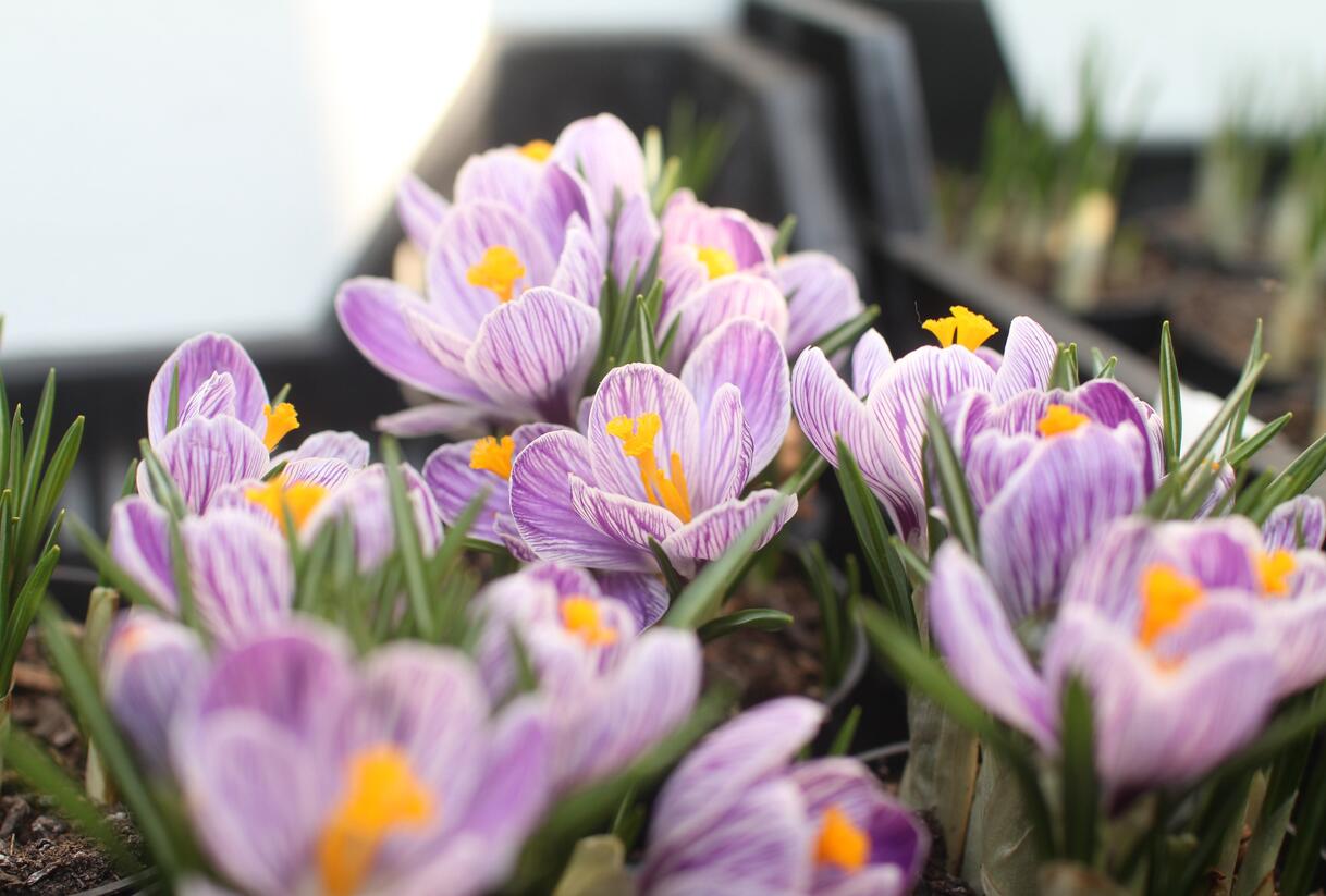 Krokus, šafrán 'Pickwick' - Crocus 'Pickwick'