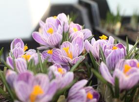 Krokus, šafrán 'Pickwick' - Crocus 'Pickwick'