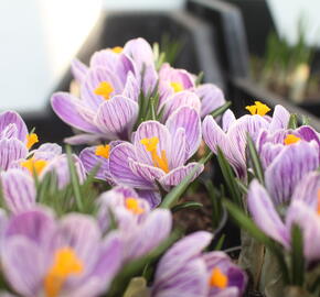 Krokus, šafrán 'Pickwick'