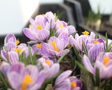 Krokus, šafrán 'Pickwick'