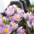 Crocus 'Pickwick'_2.JPG