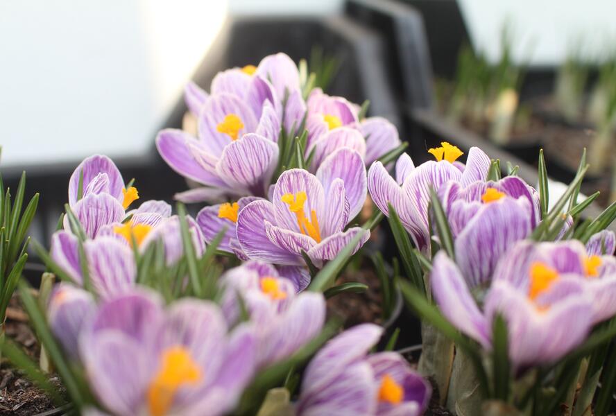 Krokus, šafrán 'Pickwick' - Crocus 'Pickwick'