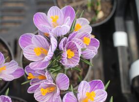 Krokus, šafrán 'Pickwick' - Crocus 'Pickwick'