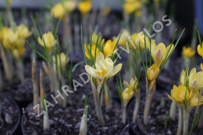 Krokus, šafrán zlatý 'Cream Beauty' - Crocus chrysanthus 'Cream Beauty'