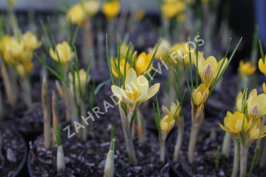 Krokus, šafrán zlatý 'Cream Beauty' - Crocus chrysanthus 'Cream Beauty'