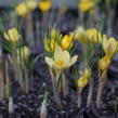 Krokus, šafrán zlatý 'Cream Beauty' - Crocus chrysanthus 'Cream Beauty'