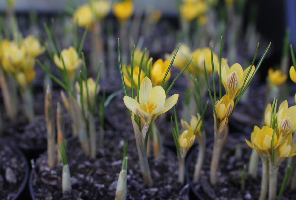 Krokus, šafrán zlatý 'Cream Beauty' - Crocus chrysanthus 'Cream Beauty'
