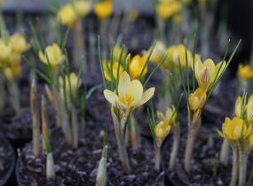 Krokus, šafrán zlatý 'Cream Beauty' - Crocus chrysanthus 'Cream Beauty'
