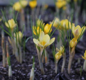Krokus, šafrán zlatý 'Cream Beauty'