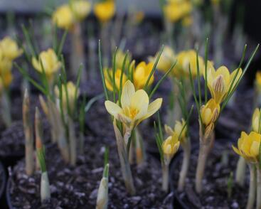 Krokus, šafrán zlatý 'Cream Beauty'