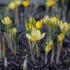 Crocus chrysanthus 'Cream Beauty'_1.JPG