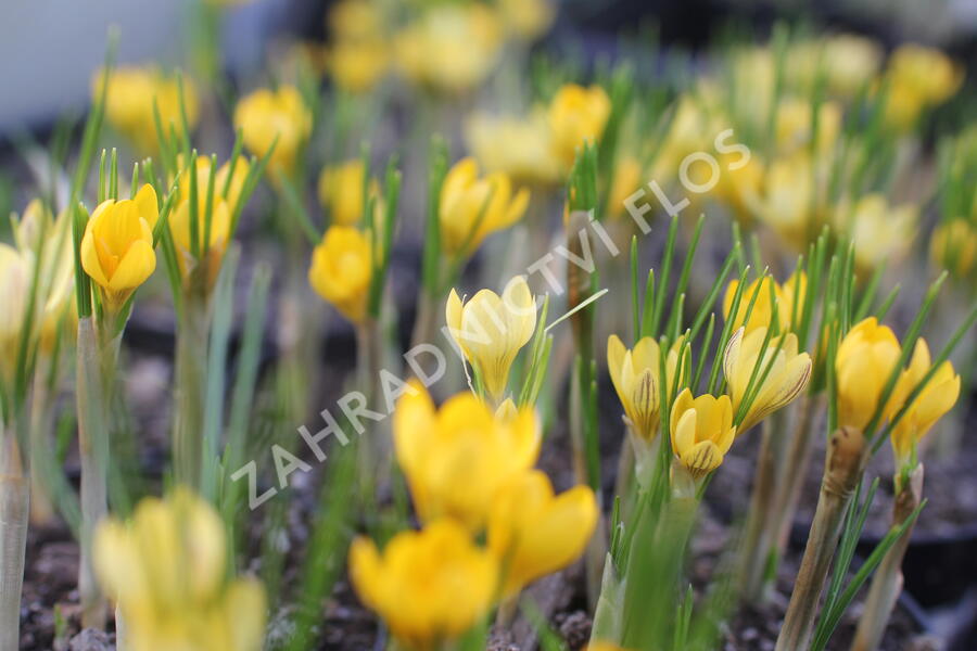 Krokus, šafrán zlatý 'Cream Beauty' - Crocus chrysanthus 'Cream Beauty'