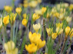 Krokus, šafrán zlatý 'Cream Beauty' - Crocus chrysanthus 'Cream Beauty'