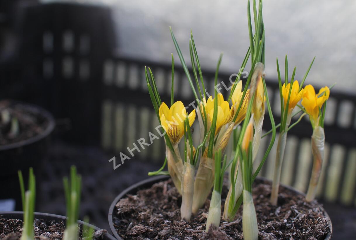 Krokus, šafrán zlatý 'Fuscotinctus' - Crocus chrysanthus 'Fuscotinctus'