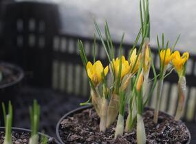 Krokus, šafrán zlatý 'Fuscotinctus' - Crocus chrysanthus 'Fuscotinctus'