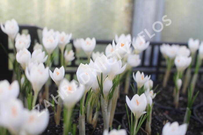 Krokus, šafrán 'Miss Vain' - Crocus 'Miss Vain'