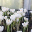 Krokus, šafrán 'Miss Vain' - Crocus 'Miss Vain'