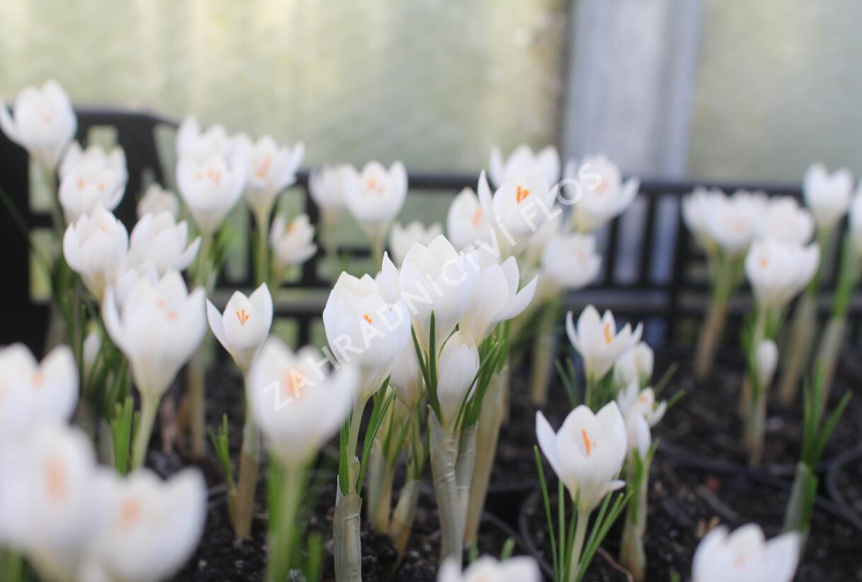 Krokus, šafrán 'Miss Vain' - Crocus 'Miss Vain'