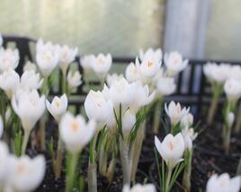 Krokus, šafrán 'Miss Vain'
