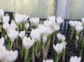 Krokus, šafrán 'Miss Vain' - Crocus 'Miss Vain'