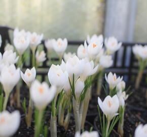 Krokus, šafrán 'Miss Vain' - Crocus 'Miss Vain'