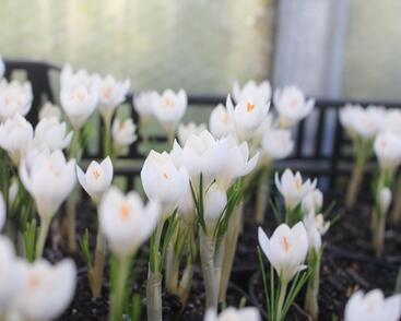 Krokus, šafrán 'Miss Vain'