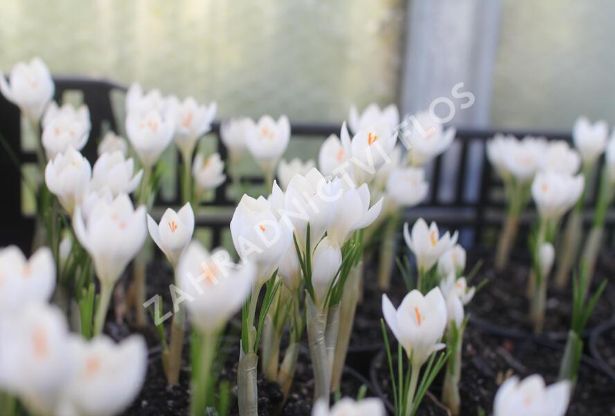 Krokus, šafrán 'Miss Vain' - Crocus 'Miss Vain'